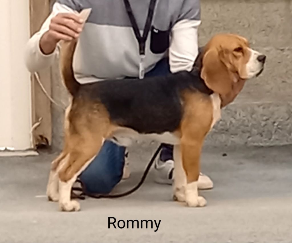 Rommy (Sans Affixe)