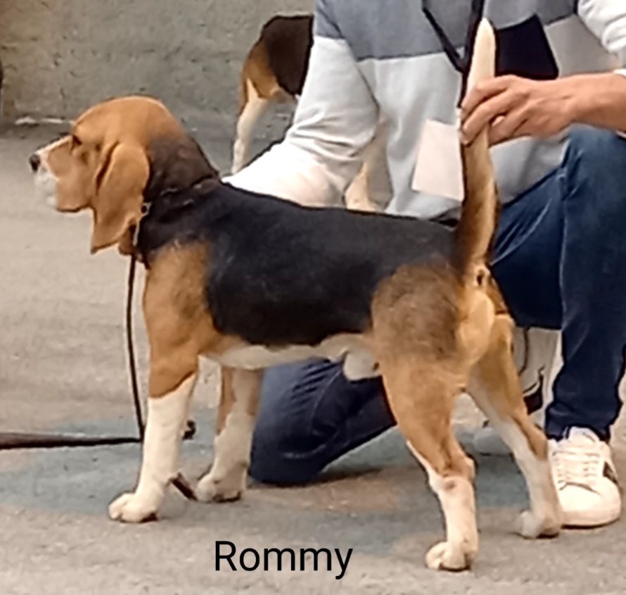 Rommy (Sans Affixe)