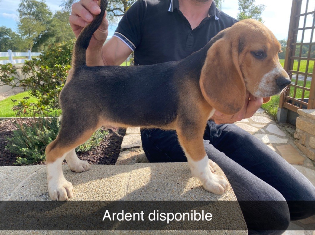 Deux chiots mâles beagle LOF DISPONIBLE 